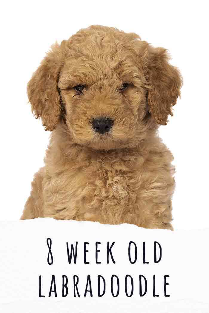 8 week old labradoodle 