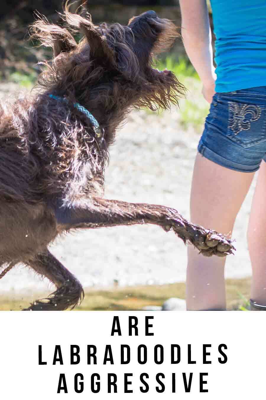 are labradoodles aggressive