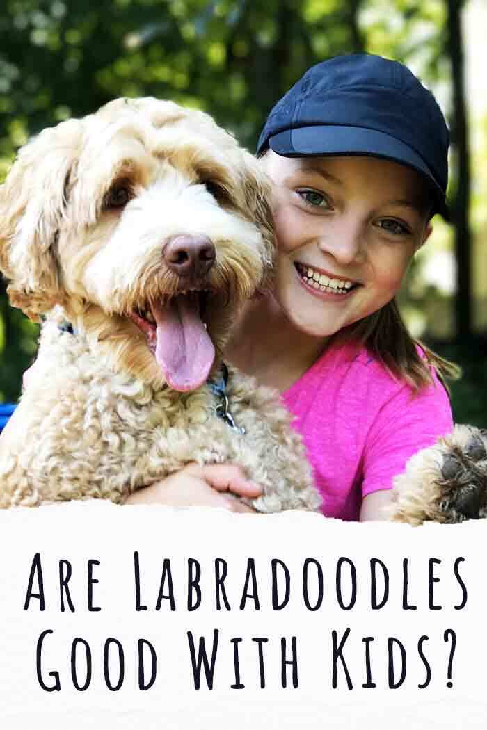 Are Labradoodles Good With Kids Tall