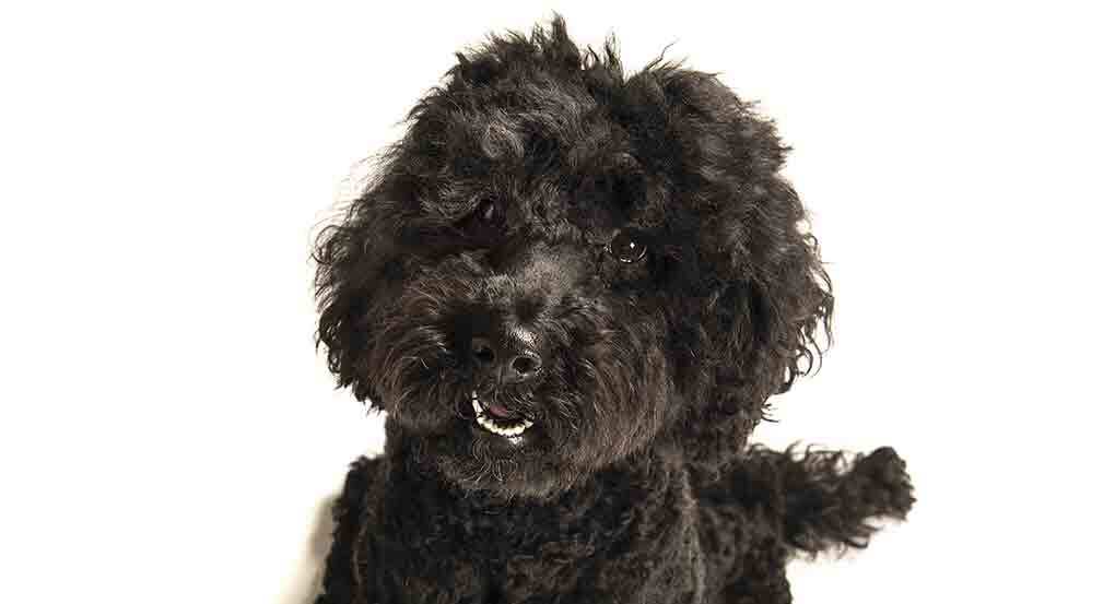 Black Labradoodle