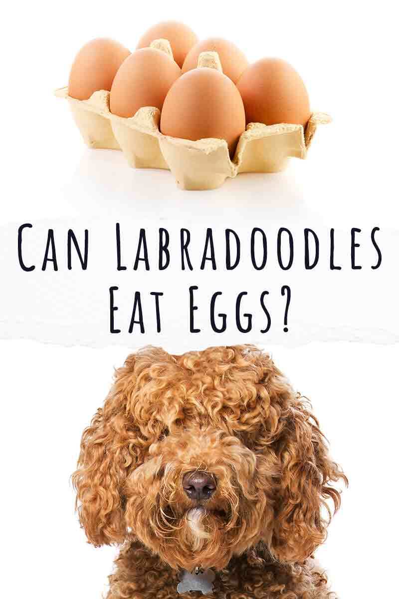 can labradoodles eat eggs