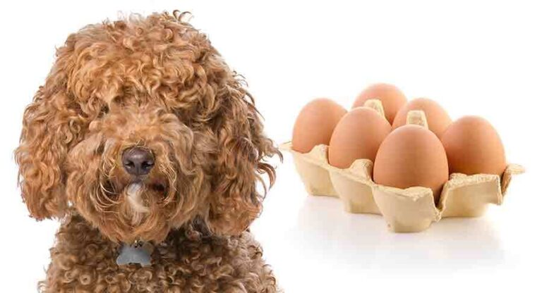 Labradoodle Cooked Can Labradoodles Eat Eggs - From Raw To Cooked