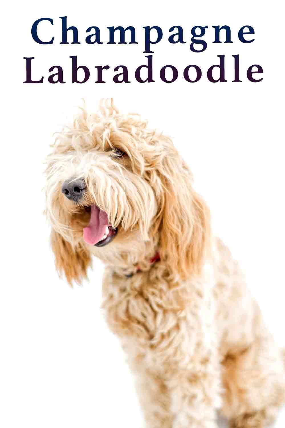 champagne labradoodle