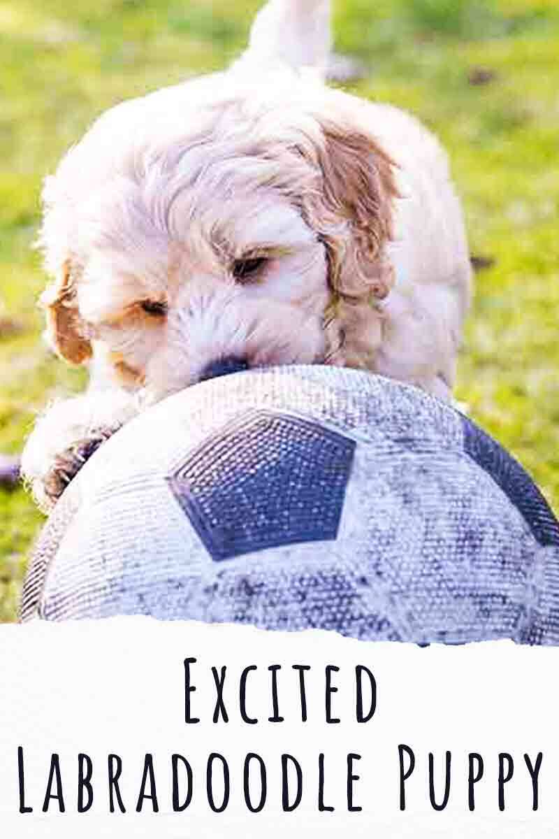 excited labradoodle puppy