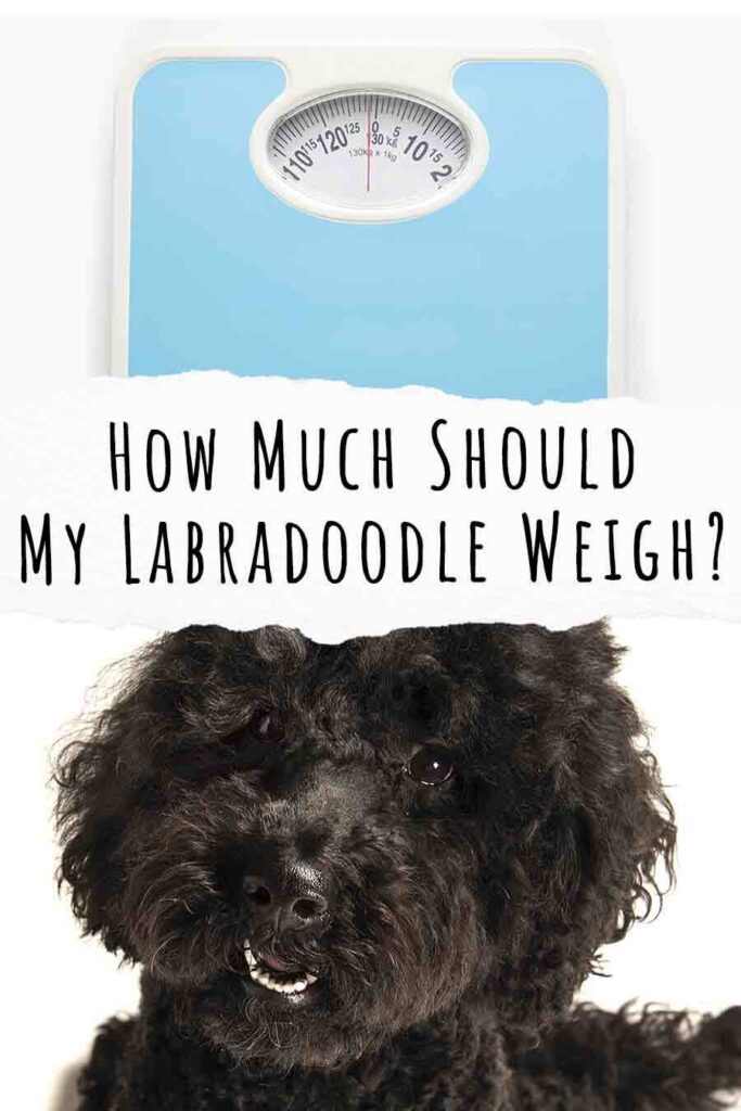 how much should my labradoodle weigh