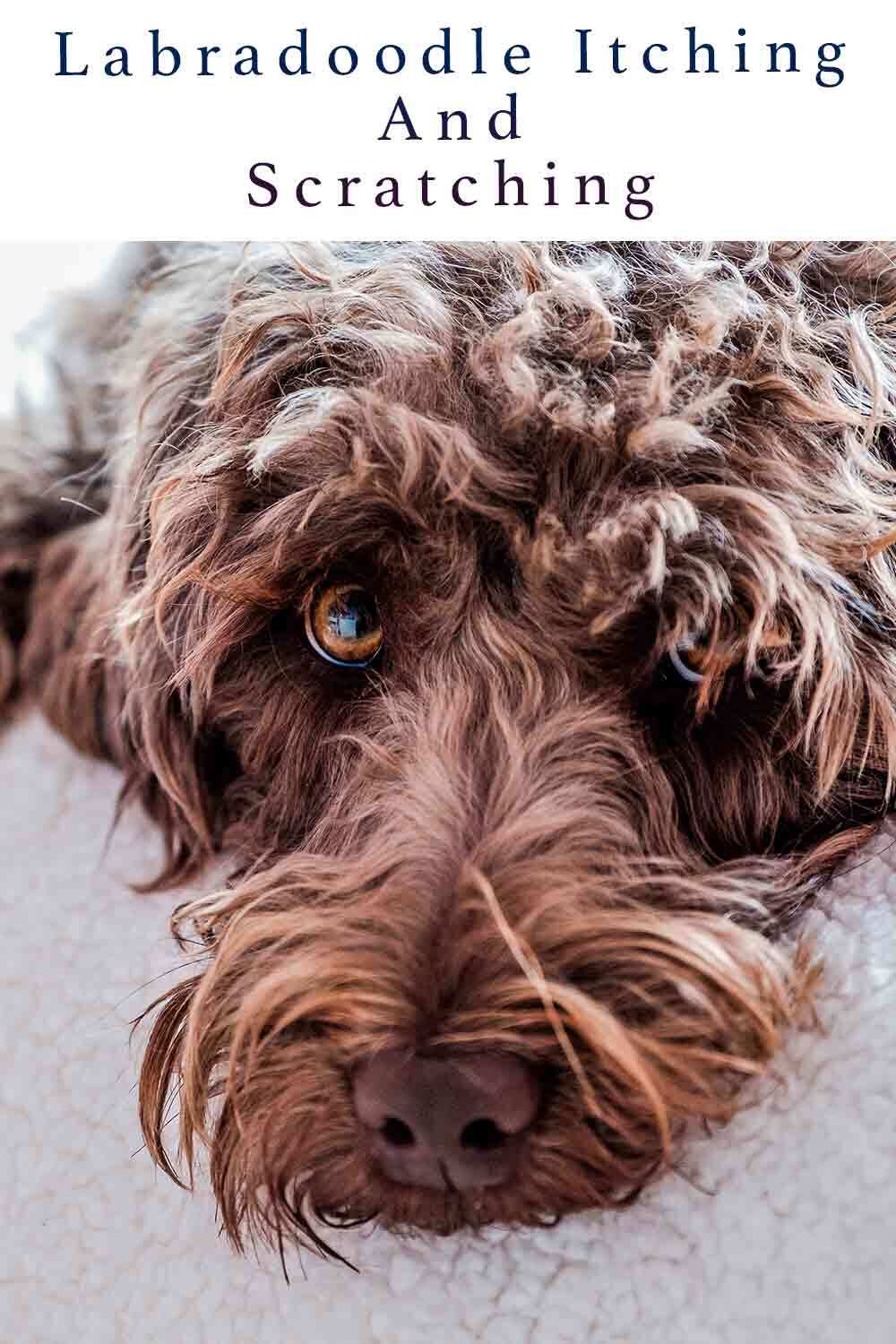 labradoodle itching and scratching