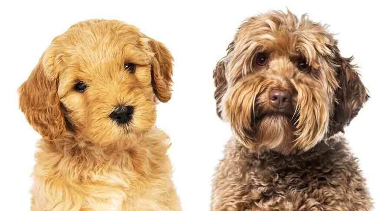 Labradoodle Puppy Growth and Development Stages