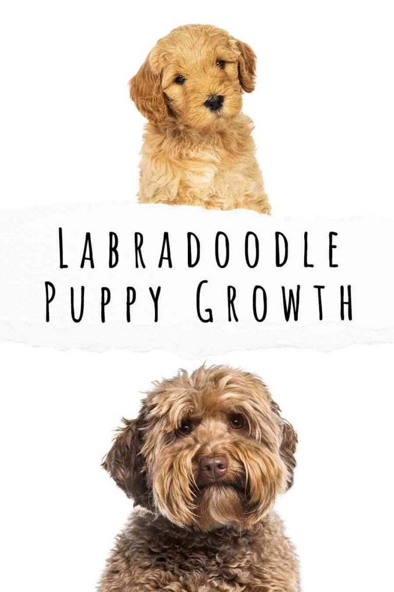 Labradoodle Puppy Growth and Development Stages