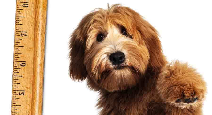 labradoodle size