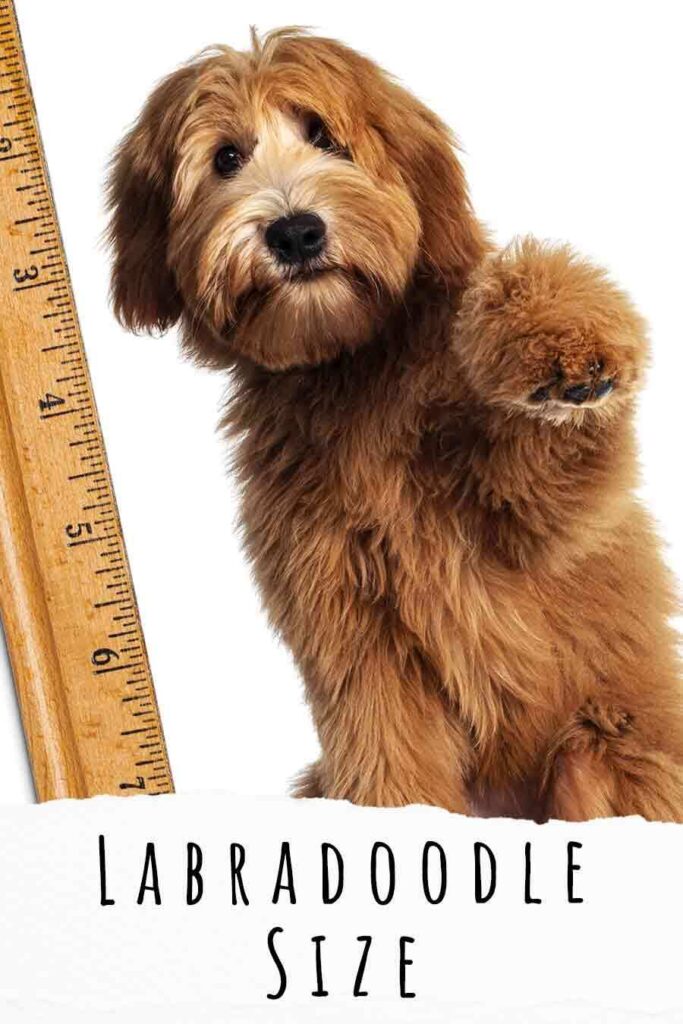 Labradoodle Size - Predicting Your Puppy's Height And Weight