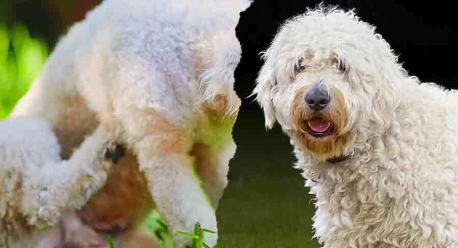 labradoodle itching and scratching