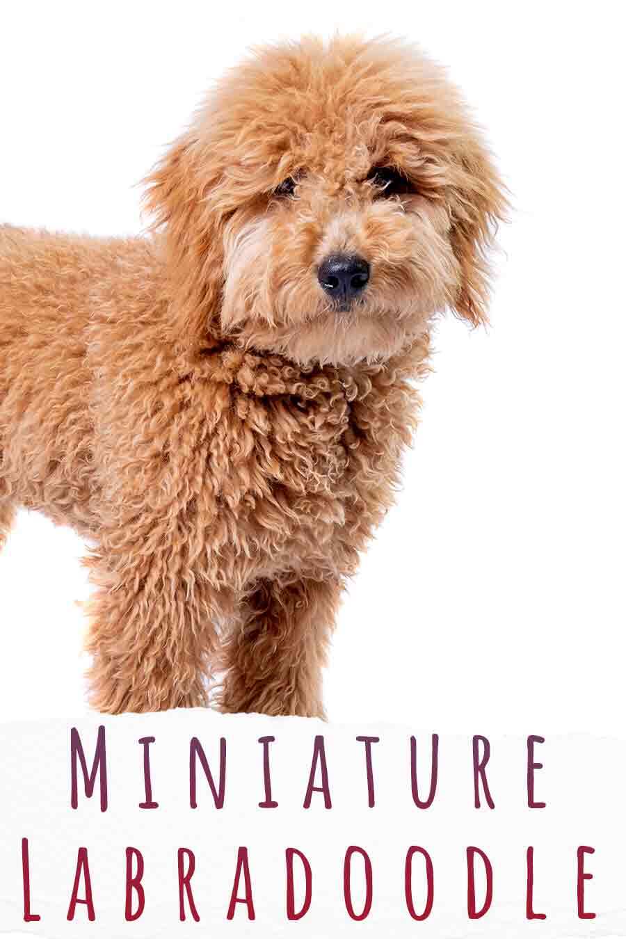 what makes a mini labradoodle