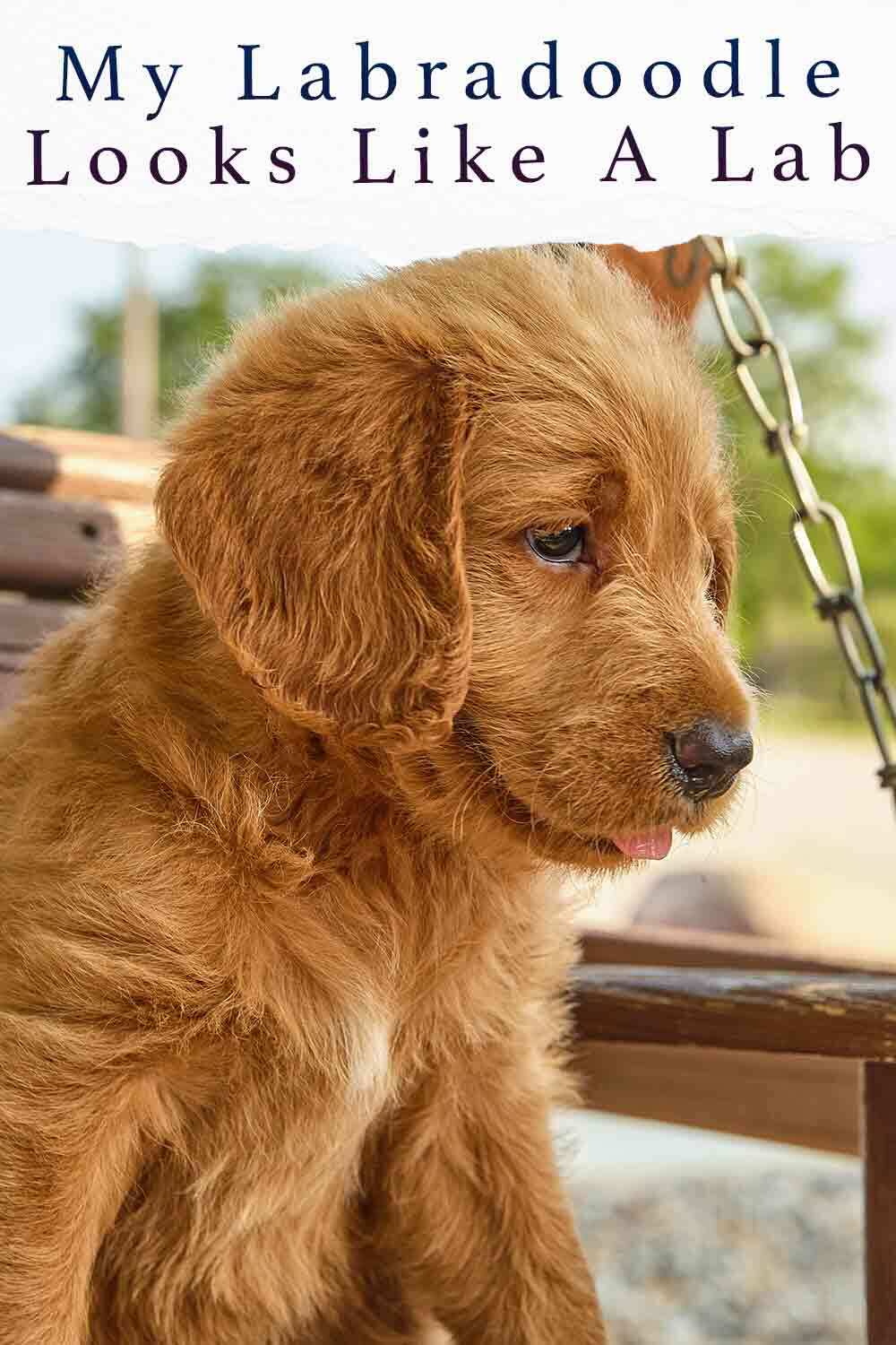 do all labradoodles have curly hair