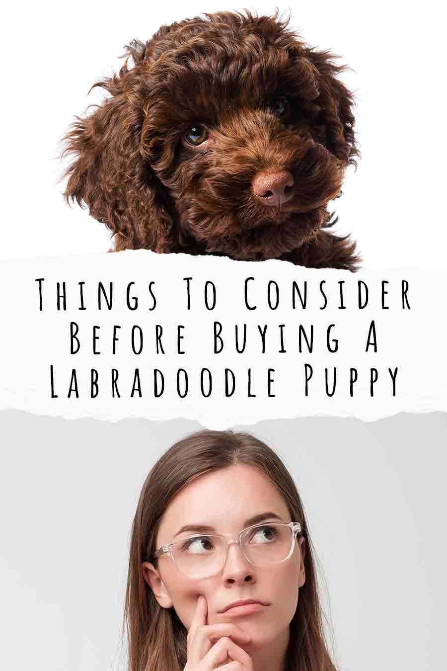 Things To Consider Before Buying A Labradoodle Puppy