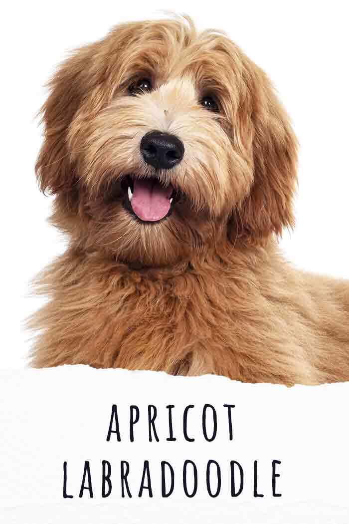 Handsome Male Apricot Red Australian Cobberdog Aka, 40% OFF