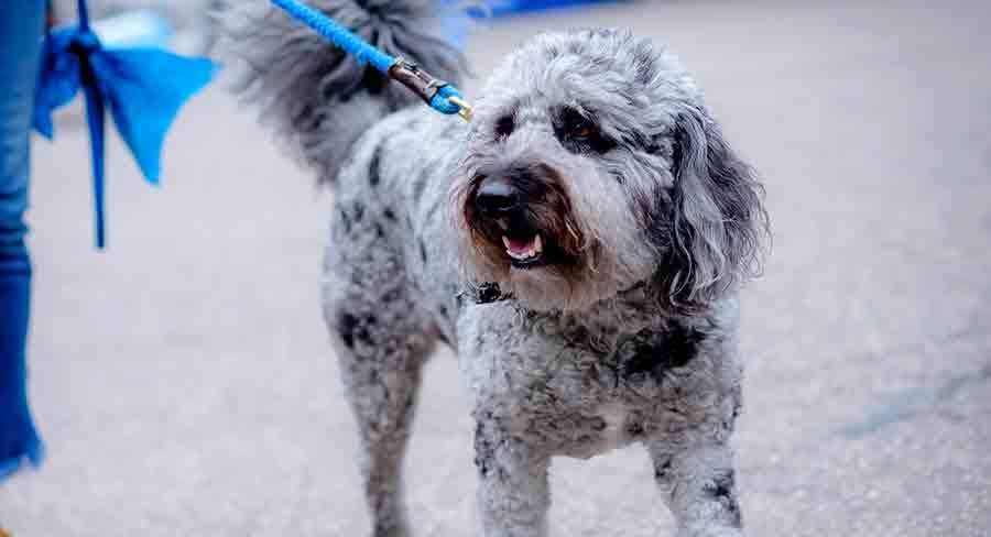 blue labradoodle