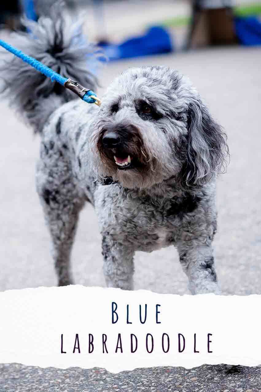 Blue Labradoodle A Complete Guide To This Unique Shade
