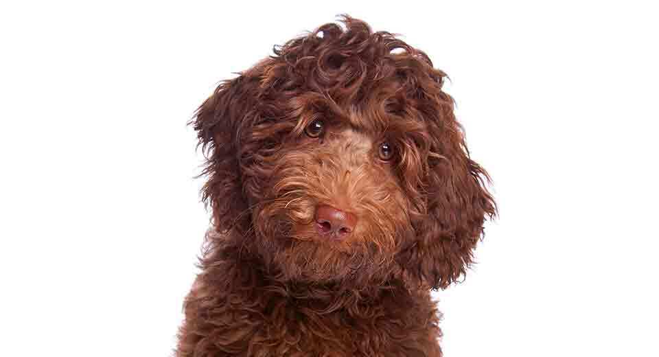 chocolate labradoodle