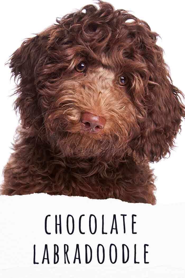 do labradoodle puppies change color