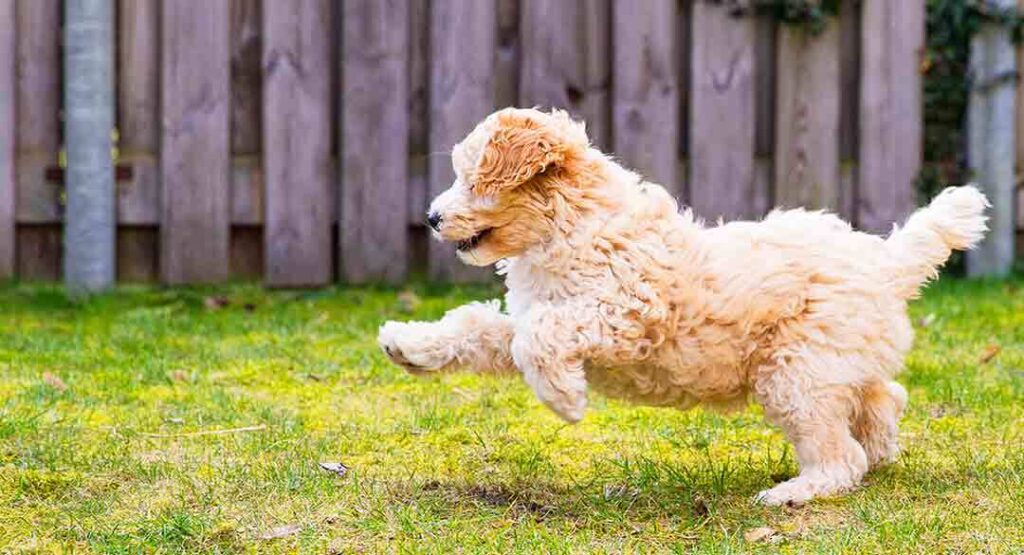 cream labradoodle puppy