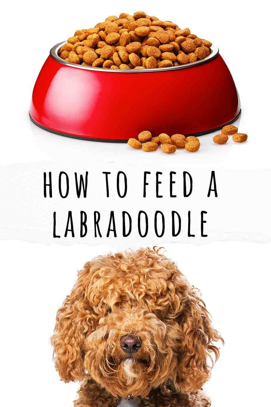 how to feed a labradoodle