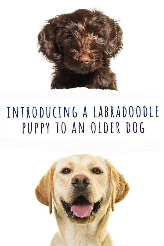 introducing a labradoodle puppy to an older dog