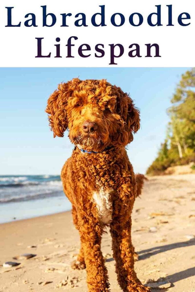 labradoodle lifespan