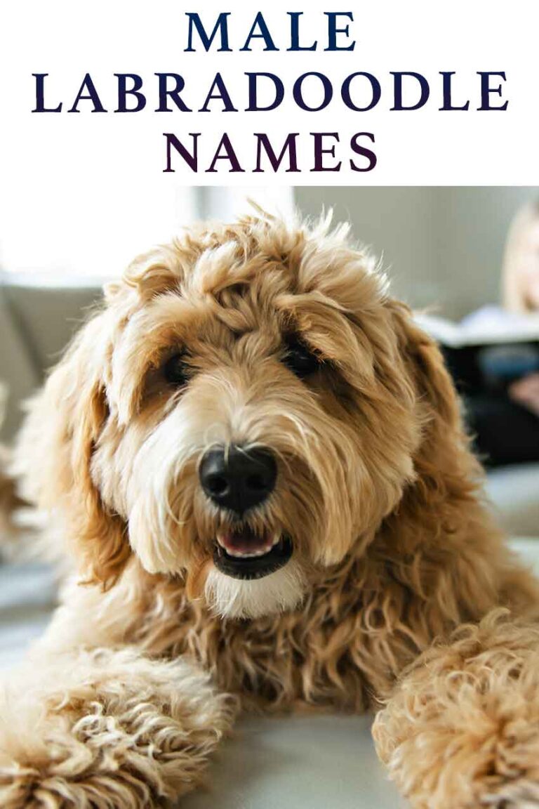 Male Labradoodle Names - Over 300 Awesome, Funny And Cute Ideas