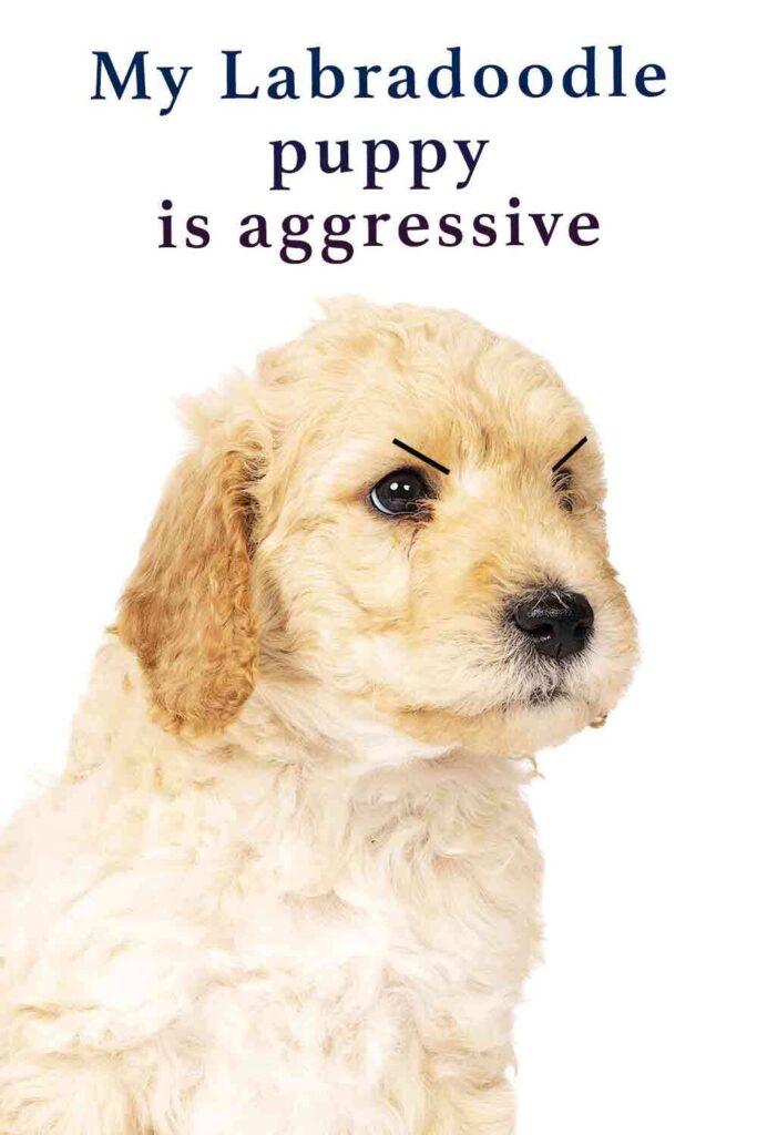 is it normal for a puppy to be aggressive