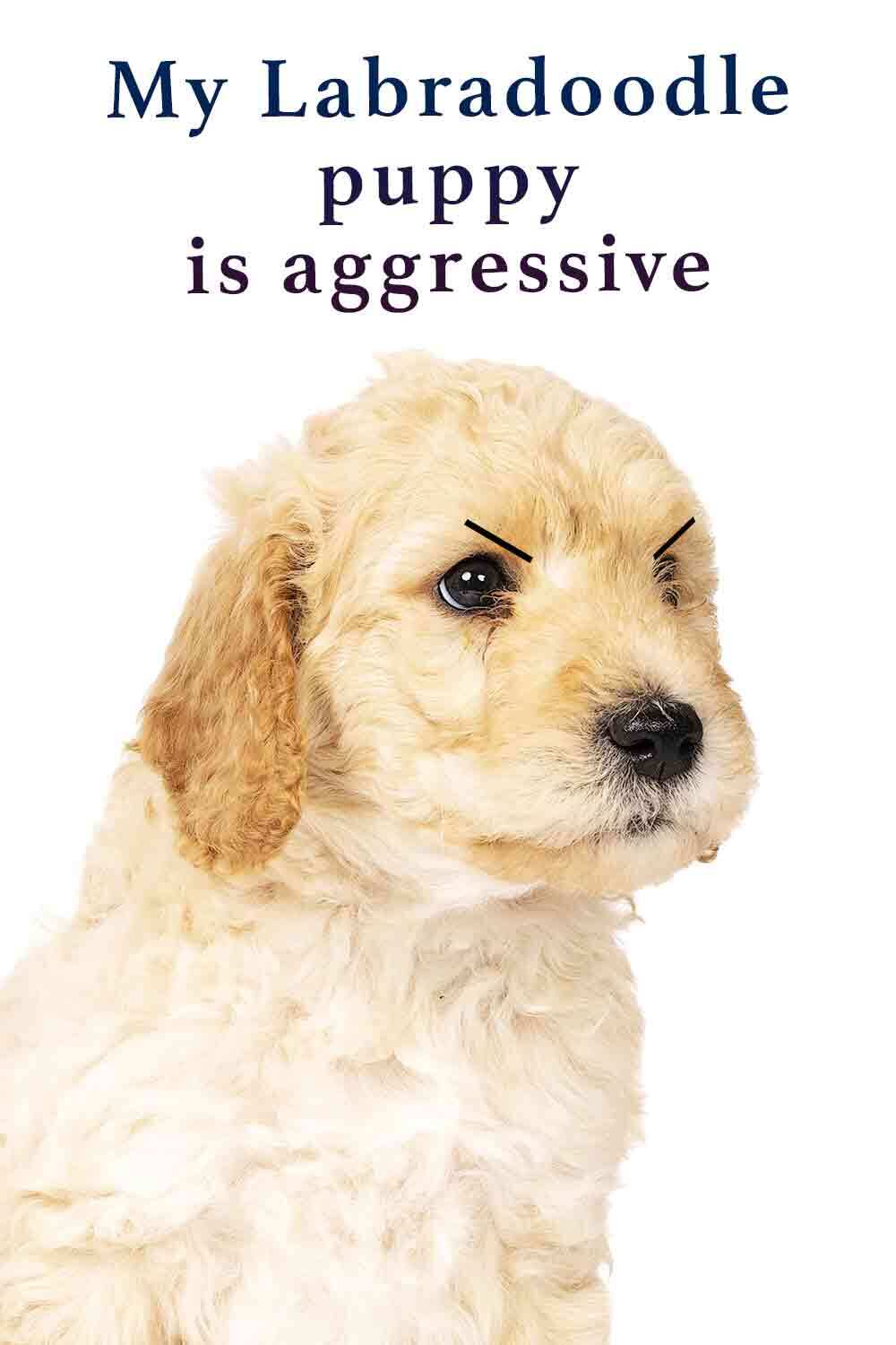 My Labradoodle Puppy Is Aggressive, What Should I Do?