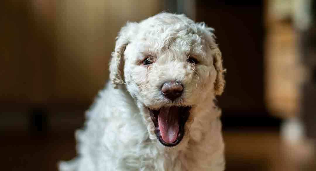 how-long-can-a-puppy-hold-its-bladder-at-9-weeks