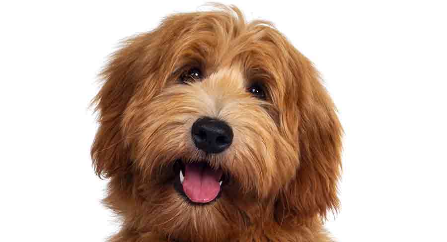 red labradoodle