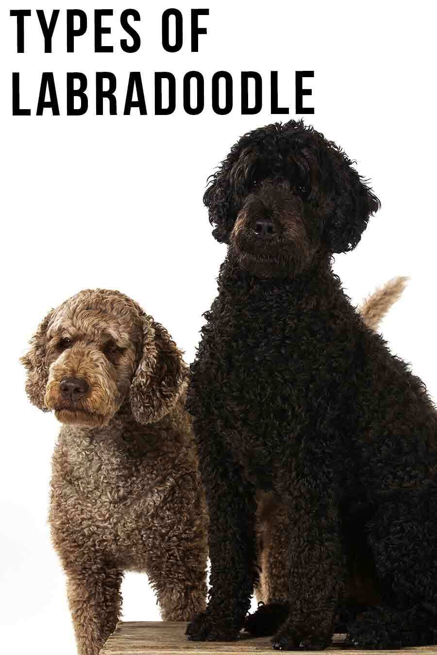 types of labradoodle