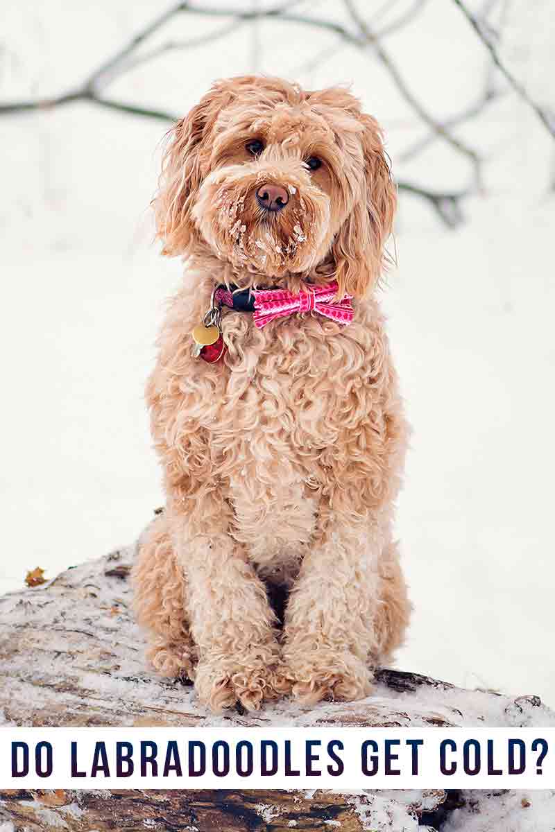 Do Labradoodles Get Cold? Protecting Your Labradoodle In Winter