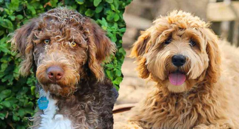 Labradoodle Colors - How Many Will You Recognize?