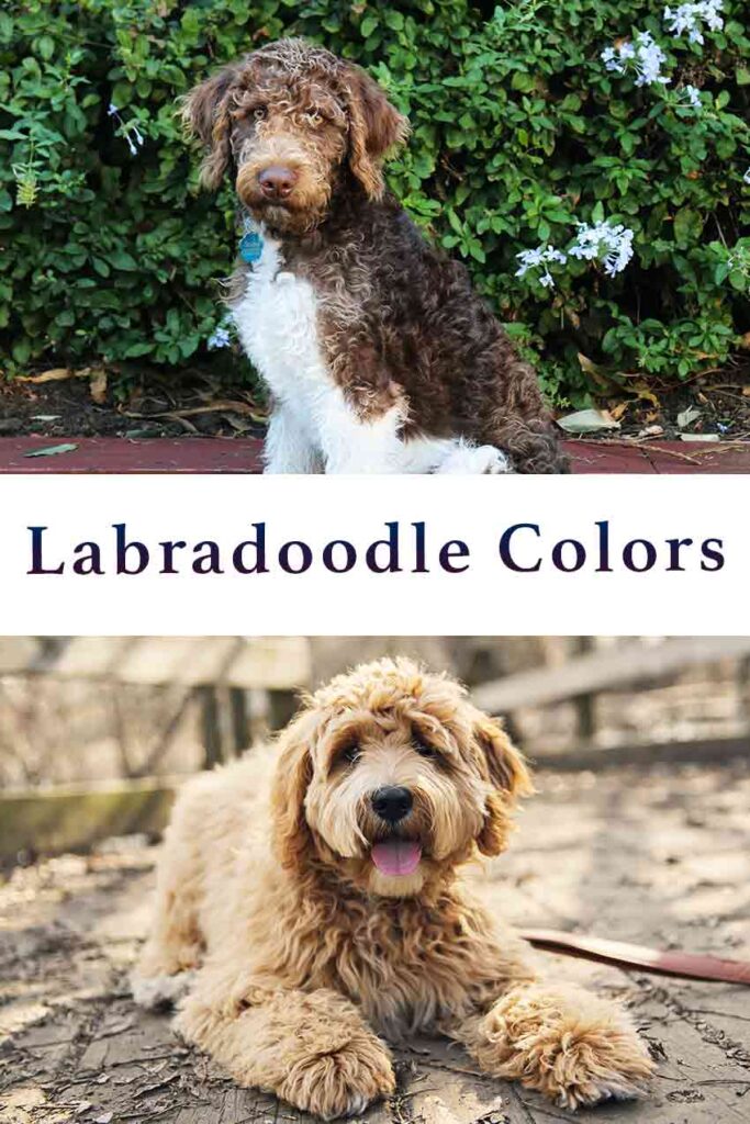 Labradoodle Colors How Many Will You Recognize?