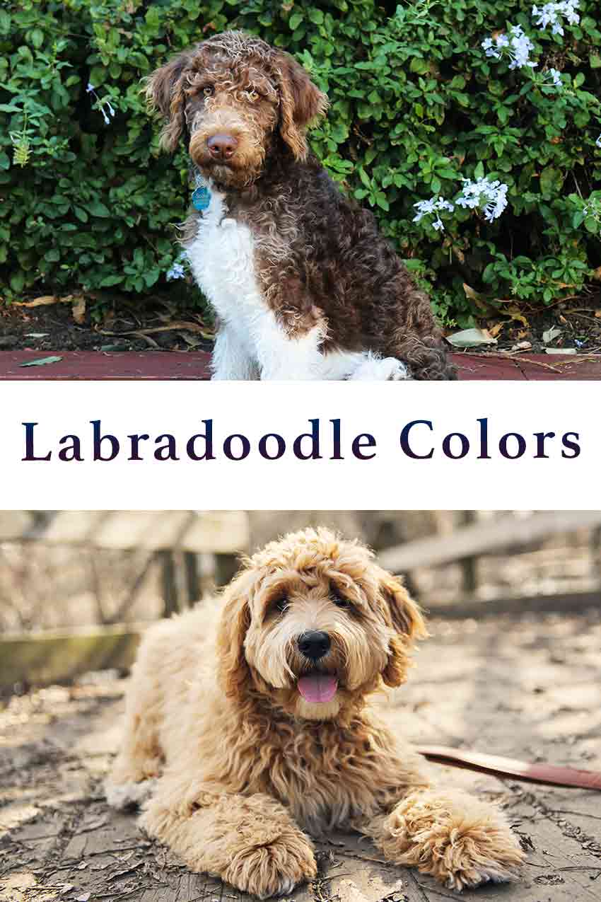 Labradoodle Colors How Many Will You Recognize 