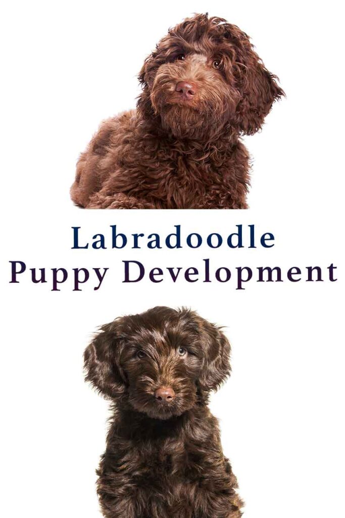 Labradoodle Puppy Development What To Expect At Each Stage