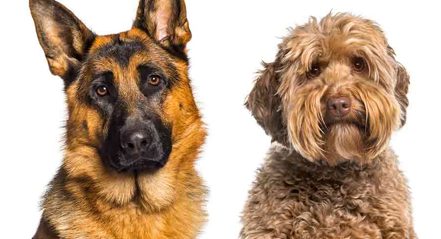 German Shepherd Labradoodle Mix A Clever Active Loyal Dog