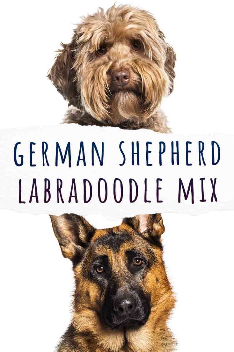 German Shepherd Labradoodle Mix A Clever, Active, Loyal Dog