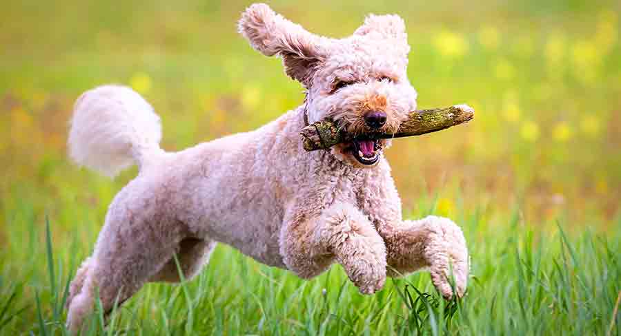 labradoodle exercise