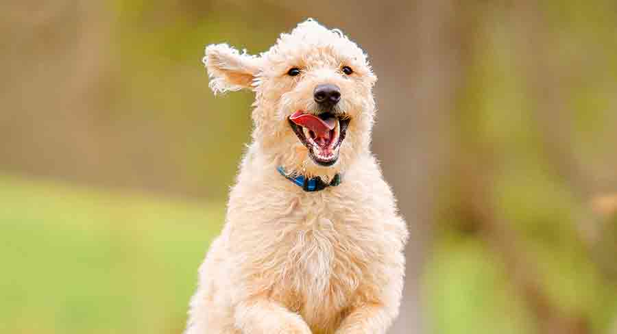 how to exercise your labradoodle