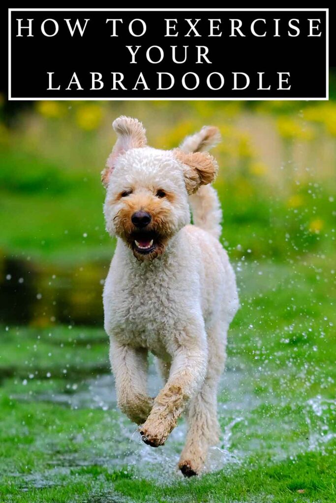 labradoodle exercise
