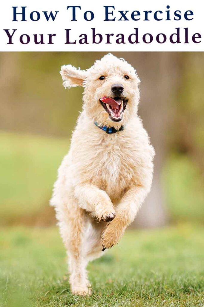 how to exercise your labradoodle