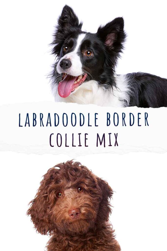 are border collie lab mixed hypoallergenic