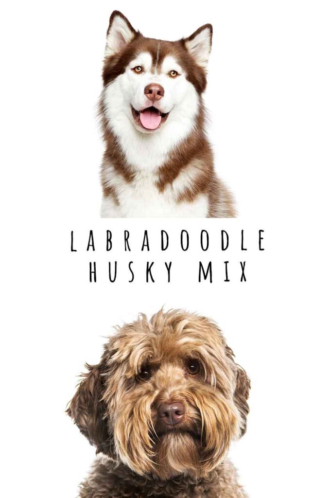 labradoodle husky mix