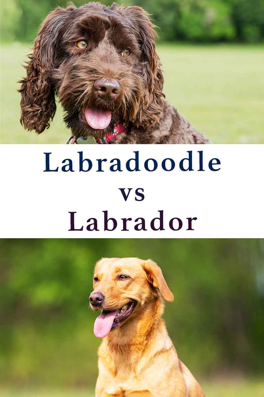 labradoodle vs labrador