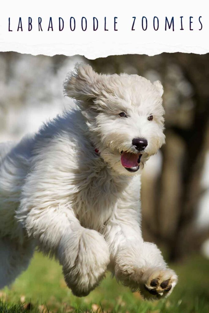 labradoodle zoomies