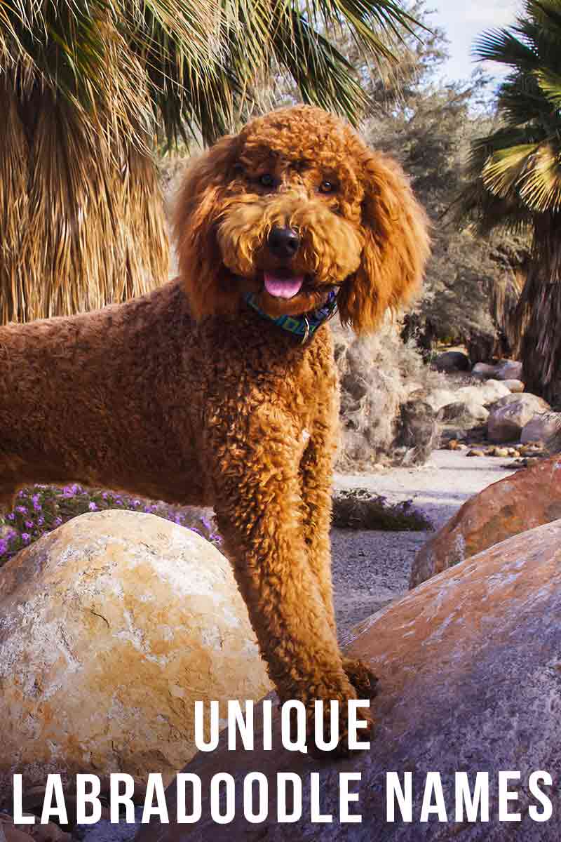 Unique Labradoodle Names 200 One Of A Kind Ideas