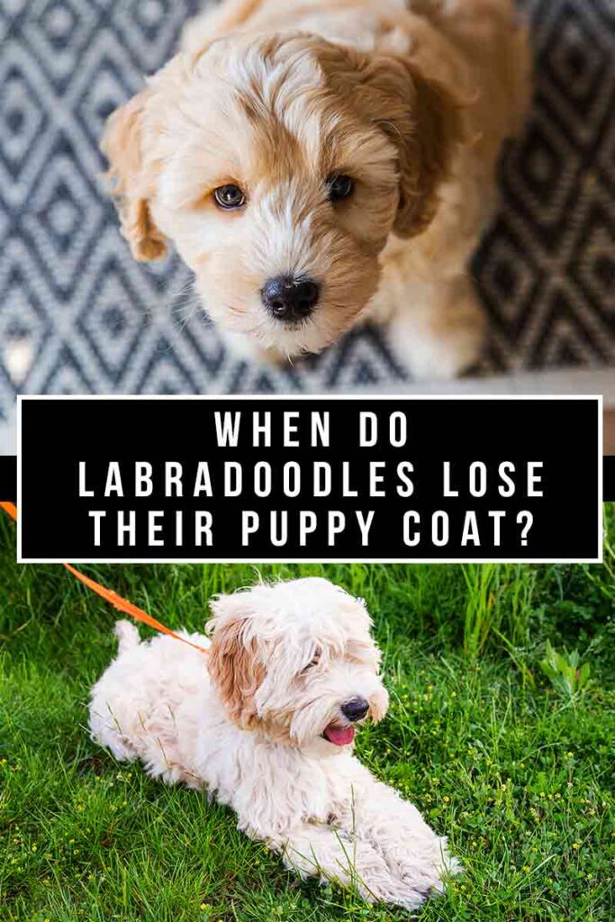 when do labradoodles lose their puppy coat